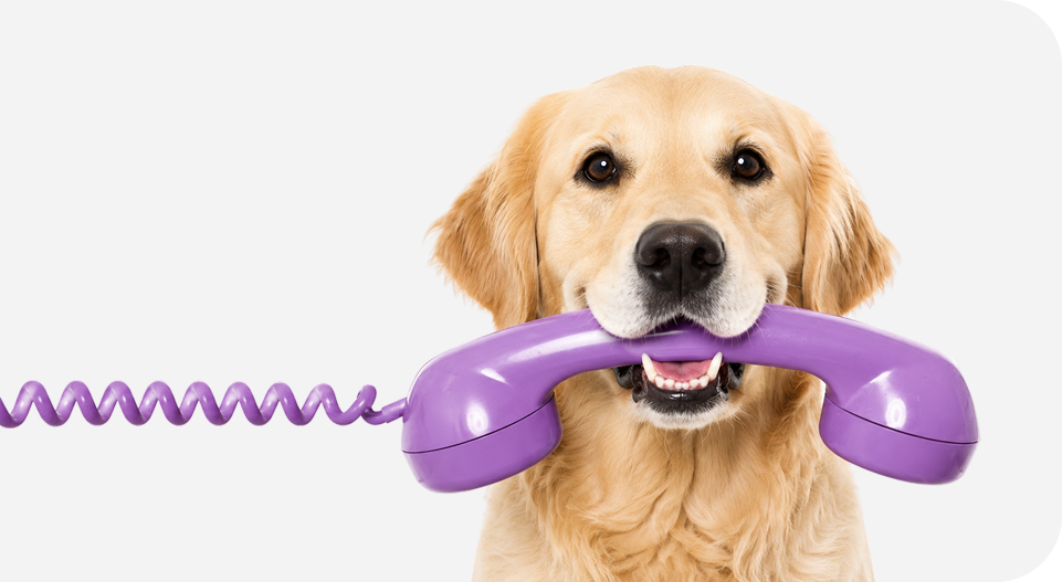 Dog holding a phone