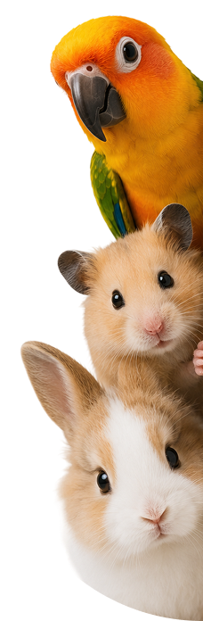 Parrot, hamster and rabbit
