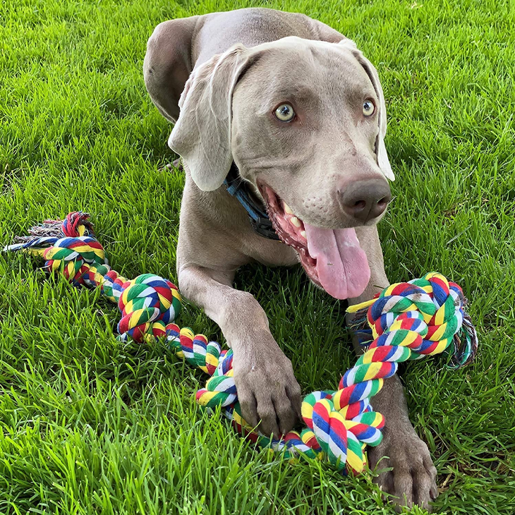 Cotton Knotted Puppy Toy Collection