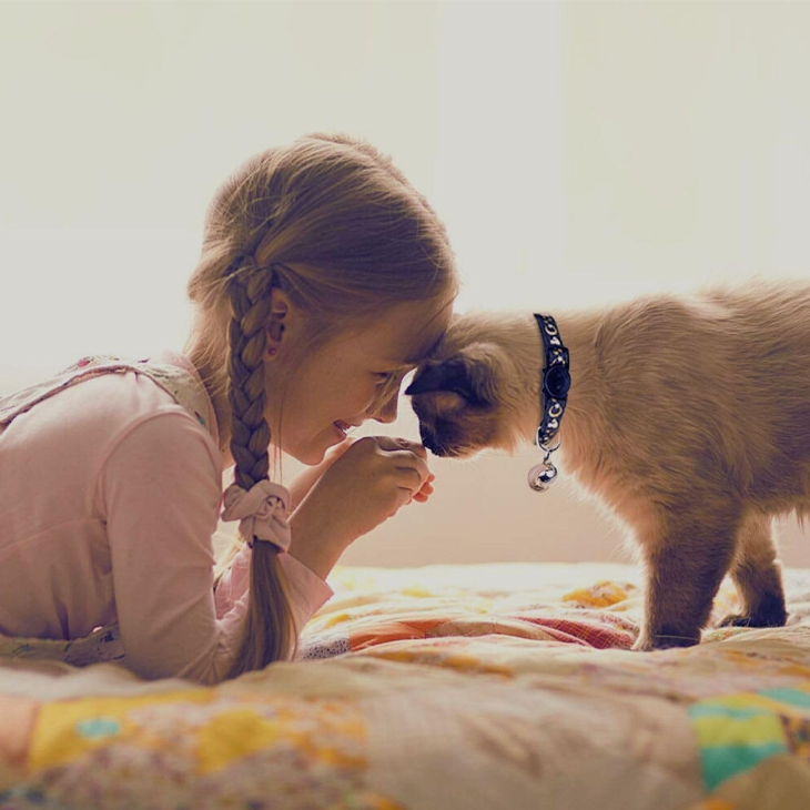 Glow Bell Nylon Cat Collar Pair