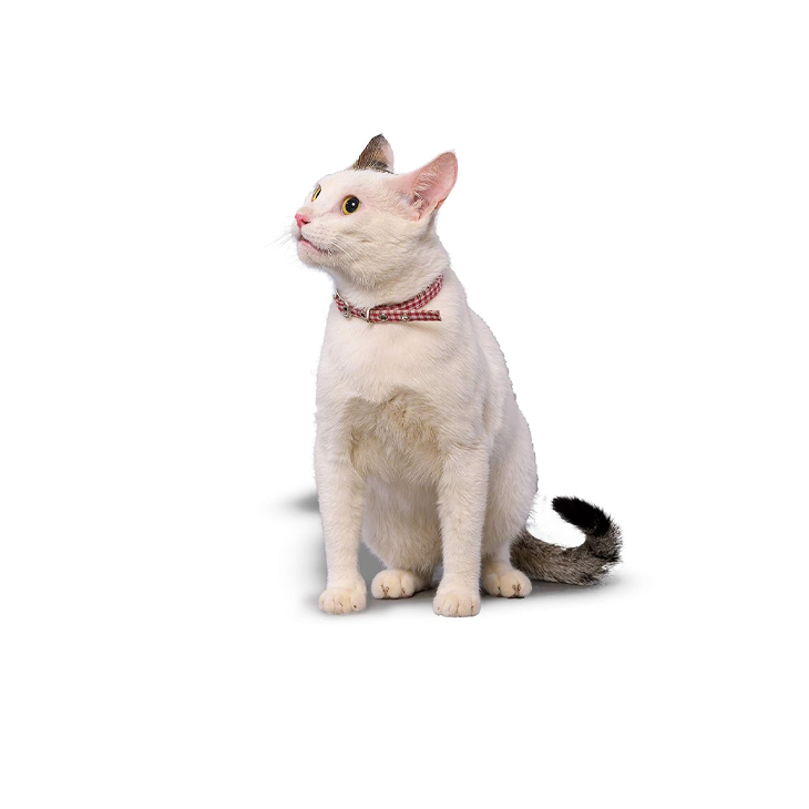 Scarlet Plaid Cotton Kitty Collar