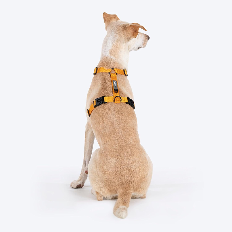 Polished Trail Carrier Living Wellness Edition