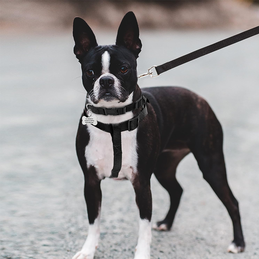 Scout Gentle Lifestyle Studio Playtime Series